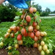 Саджанець Агрус Пакс в контейнері